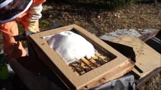 Feeding Carniolan honey bee hive with Mountain Camp method