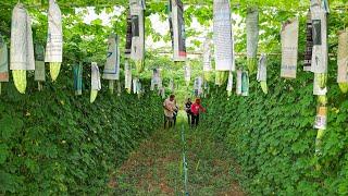 How to Grow Bitter Melon from Seed to Fast Harvest in My Village