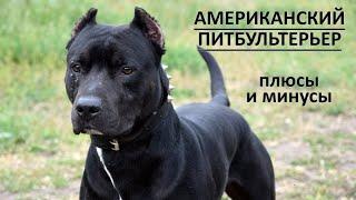 АМЕРИКАНСКИЙ ПИТБУЛЬТЕРЬЕР. Плюсы и минусы породы питбуль AMERICAN PIT BULL TERRIER