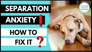 How to fix Separation Anxiety in your Dog at home . || Monkoodog