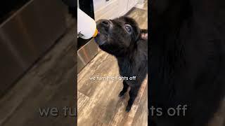 Donkey moves into house