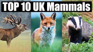 Top 10 Mammals To See In The UK: Wildlife Photography Guide