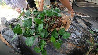 RAIN STOPPED| BLACK PEPPER PLANTING WORK STARTED IN FULL FORCE