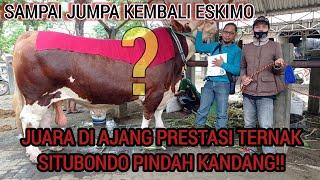 SAPI SIMENTAL TERBERAT DAN TERBESAR SITUBONDO ESKIMO || KONTES SAPI SITUBONDO 2020 | BIG BULL