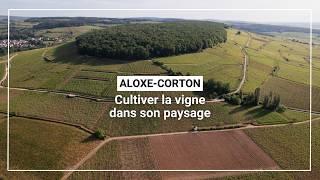 Cultiver la vigne dans son paysage (Aloxe-Corton)