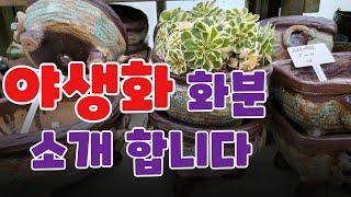 [2월 28일] 아틀란티스 야생화심기 좋은 화분 #도앤도화분 #예운분 #여주분 #야생화 심어보아요~