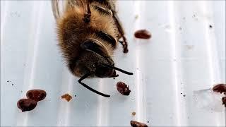 UKÁZKA. Parazitický roztoč Varroa destructor, Kleštík včelí a Včela medonosná.