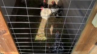 Introducing the new Silkie and Mottled Bantam Chickens