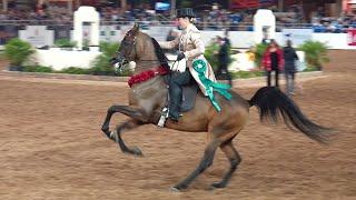 Scottsdale Arabian Horse Show Park Championship ATR 2022