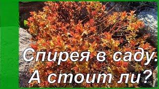 Спирея - от каких сортов я отказалась, а какие оставила и почему? Стоит ли сажать в саду спирею?