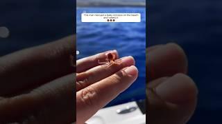 This man rescued a baby octopus on the beach and raised it. #animalshorts #shortvideo