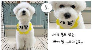펠트지로 강아지케이프만들기/ 초초간단 강아지케이프만들기/패턴공유