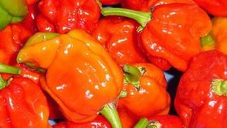 HOTTEST PEPPERS IN THE WORLD! -- BOAT #8