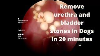 Endoscopically assisted Cystotomy, an easy way to remove urethra and bladder stones in pet animals