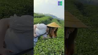 Exploring the Best tea garden in Darjeeling | Travel Vlog 2024 #TravelVlog, #TravelTips, #Wanderlust