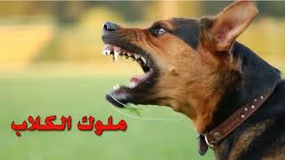 Angry dogs barking sound صوت كلاب غاضبه جداً