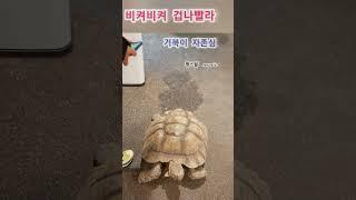 #일상브이로그 #거북이#경주 #turtle #race #run #speed #animals #거북이키우기 #icandoit  #끈기 #도전 #브라보파이팅#빠름