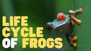 Life Cycle of Frogs | Learn about the 3-stage metamorphosis of a frog