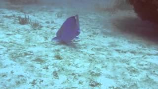 Diving in Key Largo