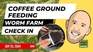 Adding a Big Feeding of Coffee Grounds: Weekly Worm Farm Check In Sept 25, 2024