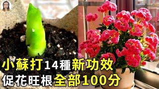 小蘇打在園藝中的14種新用法，能解決不開花不生根等99%的養花問題，沒花幾毛錢效果100分|花花世界