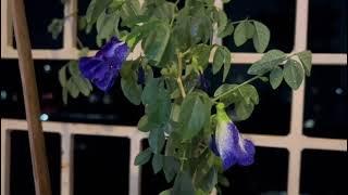 Clitoria ternatea (Asian pigeonwings,bluebellvine)