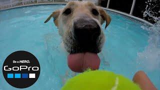 Took The Dogs Swimming! (GoPro)