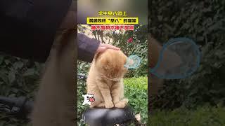 上课路上偶遇早八猫猫，睡不醒根本睡不醒，同学：演我上课时候的状态#pets  #猫 #cuteanimals  #动物 #治愈 #可爱