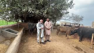 Karobar Da Mushwra by Aslam Khan Waqar to Anjum Saroya |How to feed  fatting animalکاروبار دی گل