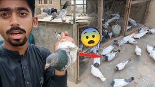 Bohat Time Bad Koi Acha Kabootar Pkra || Hath Sa Kabootar Nikal Kar Urr Gya. #Itspigeonlover