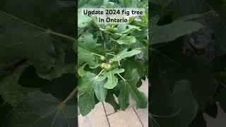 Fig trees update august 16,2024 #figgarden #figupdate #figtree #figlife