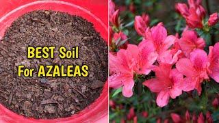 How To Grow Azalea Plant In Pot (Complete Guide)