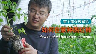 How to plant tomatoes at home? There is a mistake that many people make easily