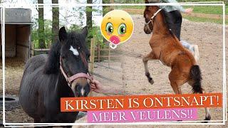 KIRSTEN is ONTSNAPT?! + BLAZE is DRACHTIG!! OCHTENDROUTINE || Paardzoektbaas