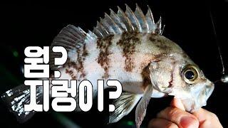 이제 마릿수 터지는 볼락 낚시 지렁이 보다는 웜 / 볼락 추천 요리