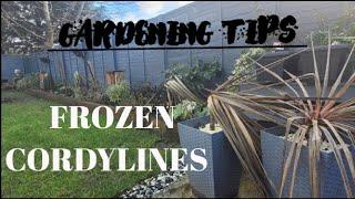 WHAT TO DO WITH FROZEN CORDYLINES 