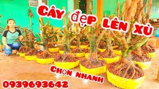 Phôi mai trực hoành to đế vip chi cành đều 24/11 #chịNhí0939693642 |MaivàngThanhTâm