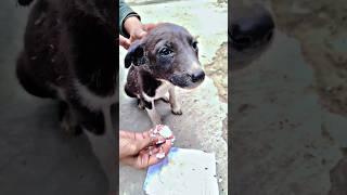 Pretty little baby #streetdog #pet