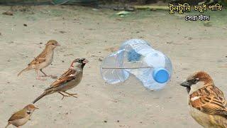 Water bottle bird trap। পাখি ধরার সহজ উপায়। পাখি ধরার সহজ উপায় বোতল দিয়ে। easy Bird Trap