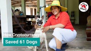 Cryptocurrency Pawthereum Helps Save Dogs from Slaughter House | FOUR PAWS USA