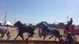 Runaway Six Draft Horse Hitch at the Walworth County Fair 2017