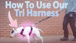 How To Use The Popular TRI-Harness v2.0 (Anti-Pull)