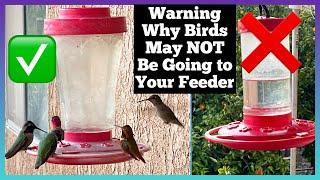 Warning on Hummingbirds  NOT using Your Hummingbird Feeder Weather/Reasons KNOW the Nectar Recipe