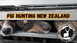 Pig Hunting in New Zealand