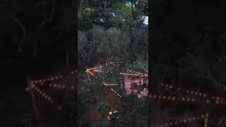 DJI Mini 2 Captures Beautiful Tree Lighting!