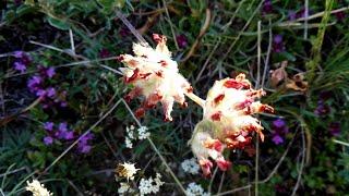 Anthyllis vulneraria (Kidney-vetch)