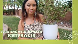 Planting with Jewelyn: Rhipsalis plant talk, my summer 2024 update