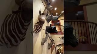 The Buckhorn Museum Walkthrough #animals #taxidermy #museum