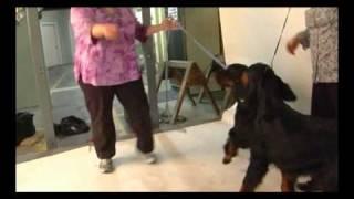 Westminster weekend dog breed: Gordon Setter