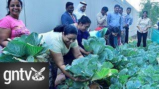 Residents go green in Muhaisnah, Dubai